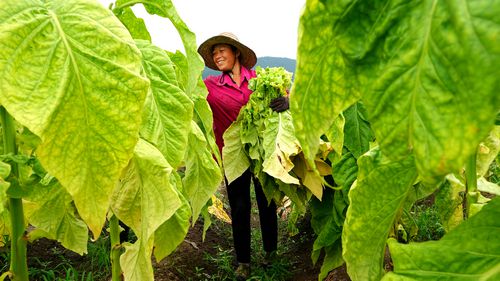 广东种植烟叶致富_广东种烟基地_广东烟草种植