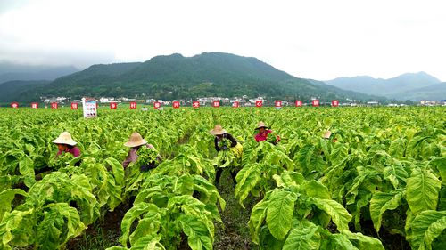 广东种植烟叶致富_广东烟草种植_广东种烟基地