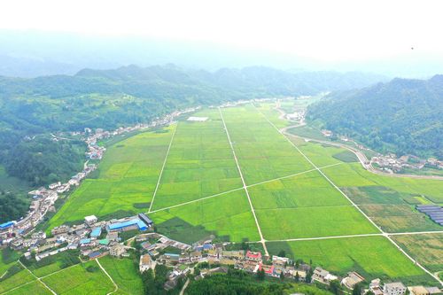 广东种植烟叶致富_广东烟草种植_广东种烟基地
