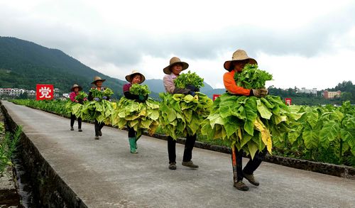 广东烟草种植_广东种植烟叶致富_广东种烟基地
