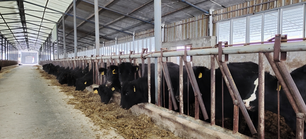 六盘山牧业肉牛养殖基地