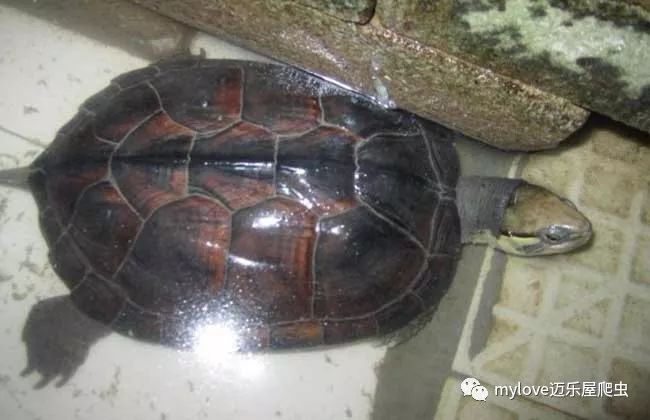 海南龟类养殖场_海南龟养殖基地致富经_海南乌龟养殖