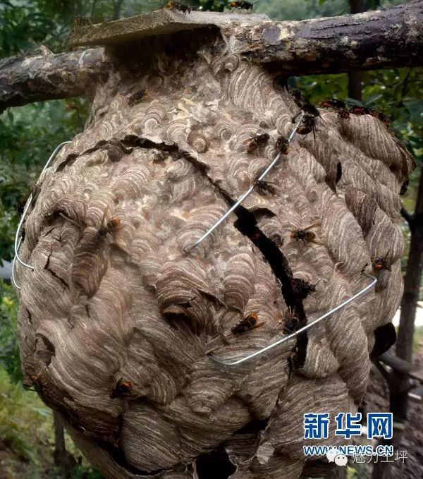 致富经马蜂_致富经养马蜂技术视频_马蜂养殖骗局
