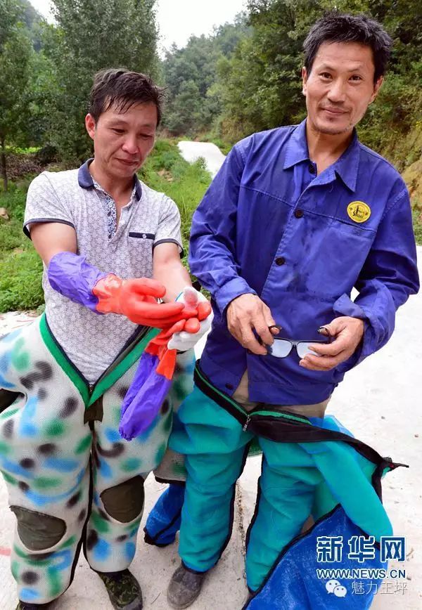 马蜂养殖骗局_致富经马蜂_致富经养马蜂技术视频