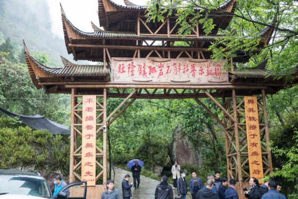 金钗石斛植料经验_金钗石斛致富经_金钗石斛养殖视频
