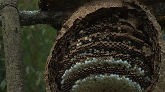致富经马蜂_致富经蜜蜂_致富经养马蜂技术视频