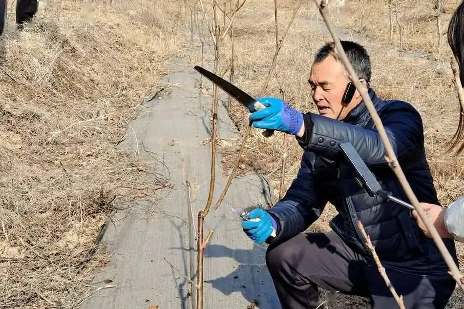 种植致富案例_致富经视频种植技术_致富种植视频全集