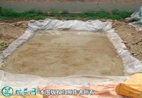 金蝉的养殖方法图2