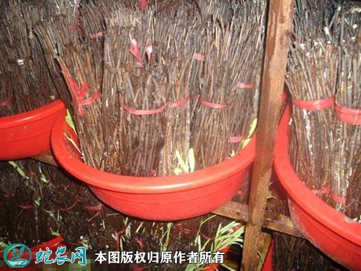 金蝉的养殖方法图6