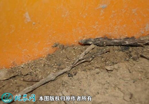 金蝉的养殖方法图7