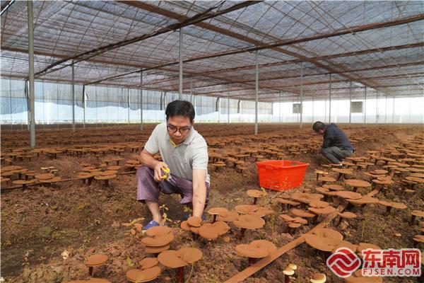 三明泰宁：特色种植撑起农民“致富伞”