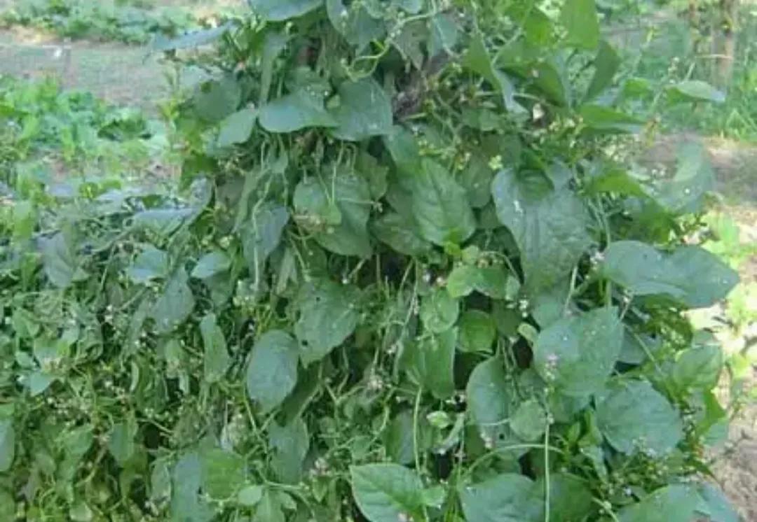 靠树叶致富_致富树叶种植视频_树叶种植致富
