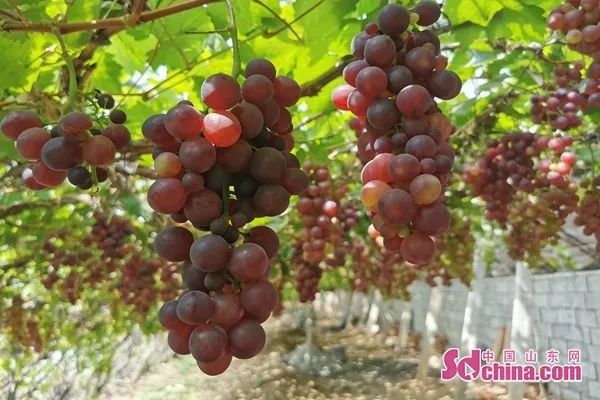 致富种植农民特色农作物_农村致富新项目种植业_农民特色种植致富