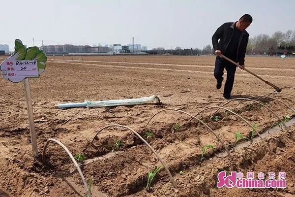 致富种植农民特色农作物_农民特色种植致富_农村致富新项目种植业