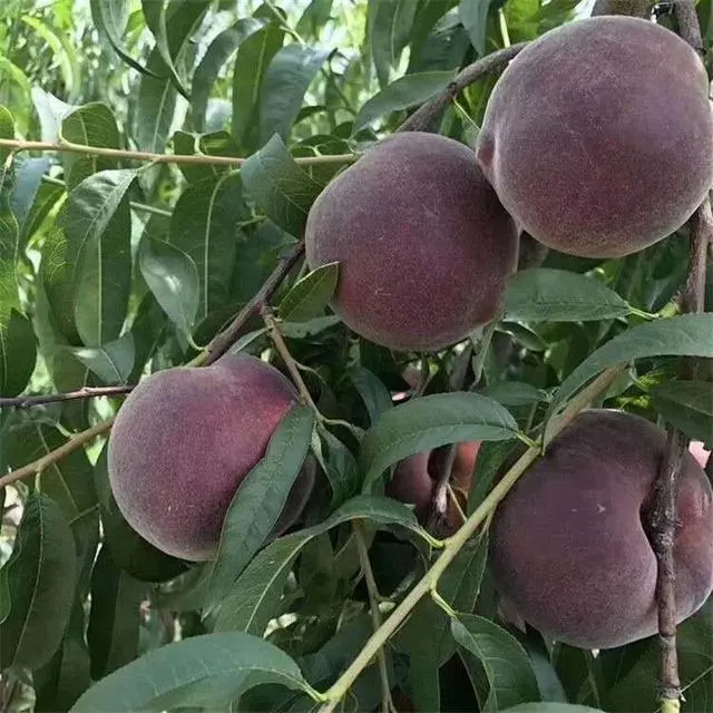 北方种植项目_致富经北方种植_北方致富项目