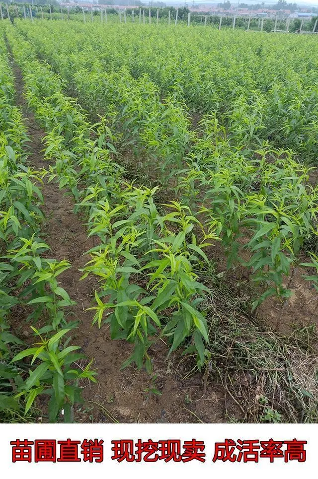 北方致富项目_北方种植项目_致富经北方种植