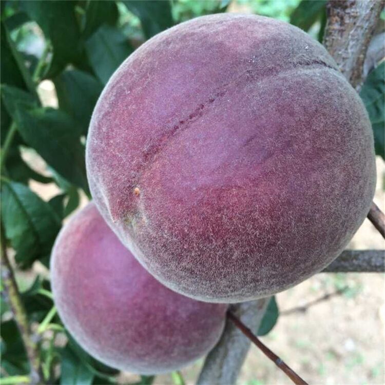 北方致富项目_北方种植项目_致富经北方种植