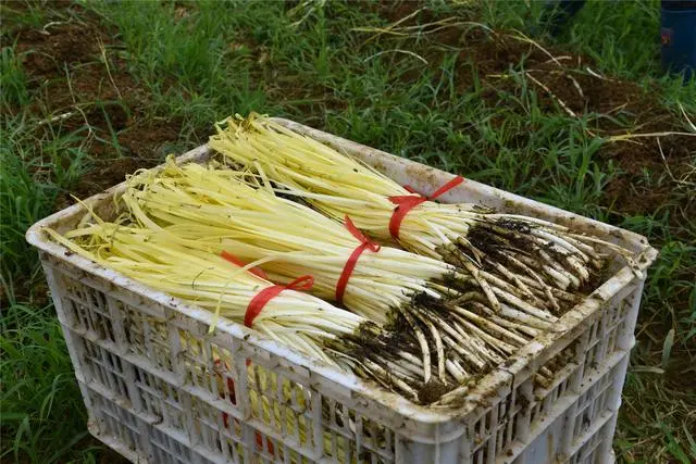 河南种植韭黄致富_河南韭黄种植基地_韭黄高产种植视频