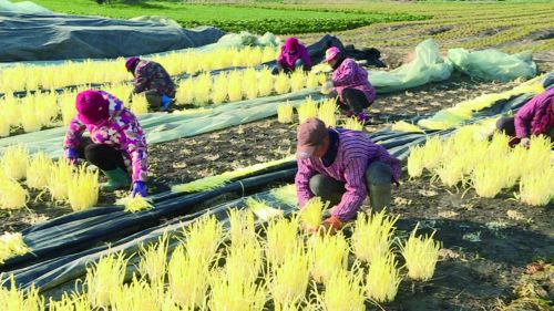 城北街道朱厦村：韭黄飘香产业旺“软黄金”拓宽群众致富路