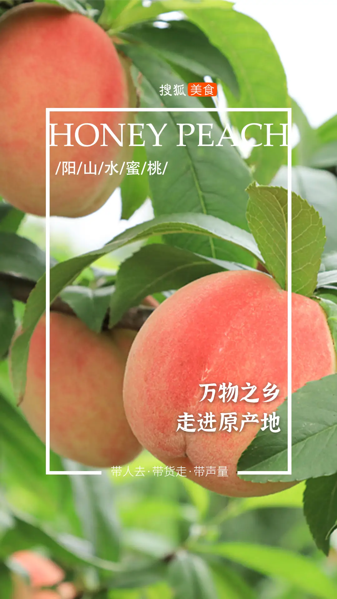 桃子栽培技术_桃子秘植一栽培 致富经_最新桃树密植栽培技术视频