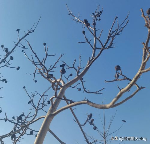 优质回答的经验_提交优质回答_优质回答需要审核多久