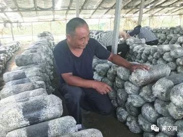 致富经蘑菇大王_致富经菌菇种植_致富经蘑菇