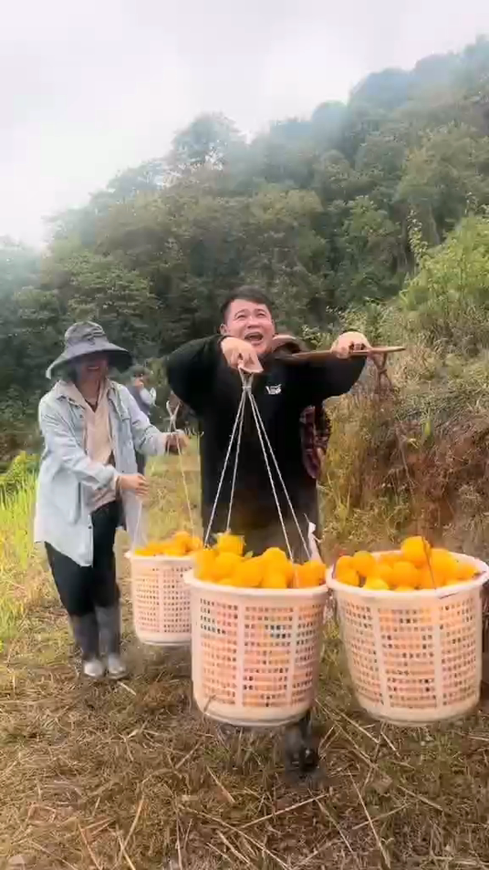 橙子如何种植_橙子种植技术和销售方法_橙子种植销售方法技术要点