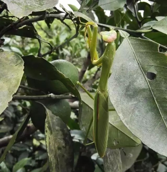 橙子如何种植技术_橙子种植技术和销售方法_橙子种植销售方法技术与管理
