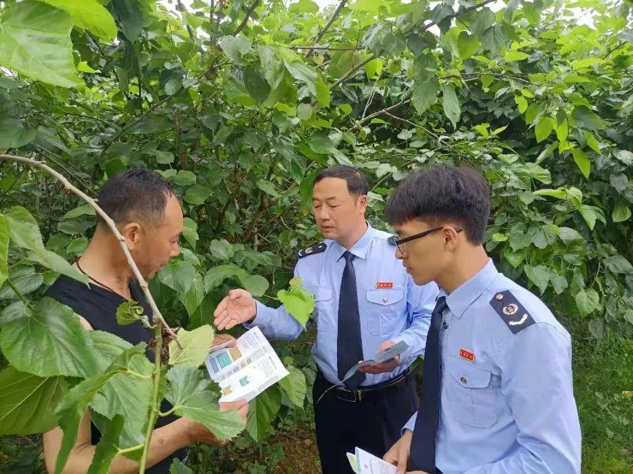 致富种植桑葚图片_致富经种植桑葚_种植桑葚赚钱吗