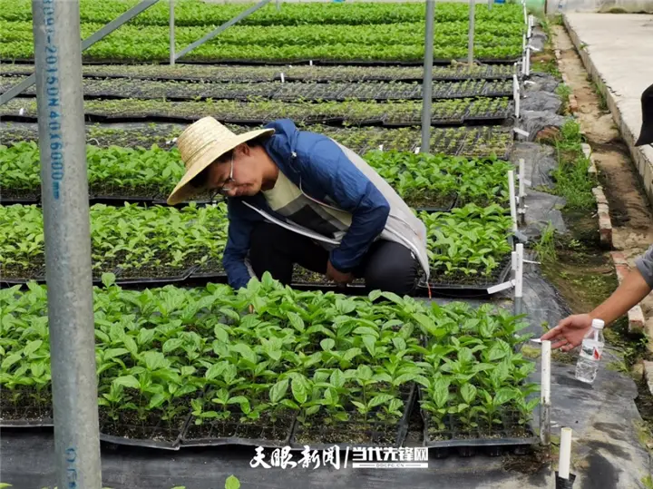 天眼人物 | 贵州民族大学博士科技特派员张建利：深耕“科技田” 传播“致富经”