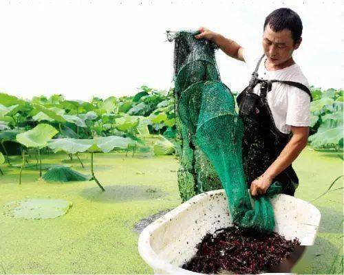 草虾养殖新法_草虾养殖技术视频_池塘草虾的养殖技术