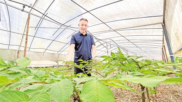 王永成:推广魔芋林下种植促产业增效