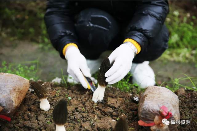 广西菌类种植致富_广西菌菇种植基地_致富广西种植菌类产品