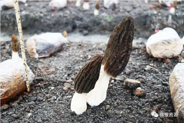 致富广西种植菌类产品_广西菌菇种植基地_广西菌类种植致富