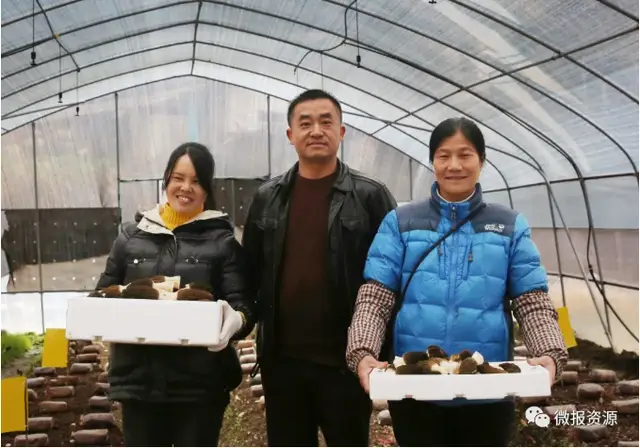 广西菌菇种植基地_广西菌类种植致富_致富广西种植菌类产品
