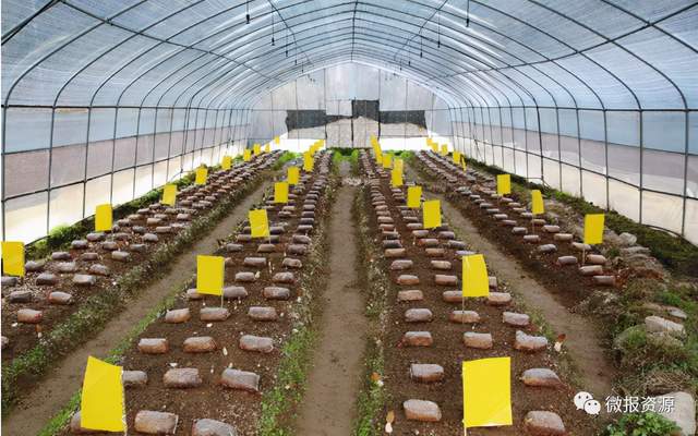 广西菌菇种植基地_致富广西种植菌类产品_广西菌类种植致富