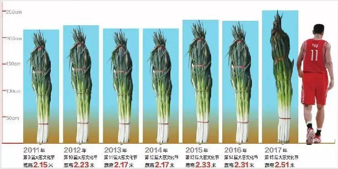 大葱种植高产新技术_大葱种植收益如何_大葱种植增收致富