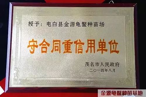 南石金钱龟种龟_南种石金钱龟多少钱一斤_南种石金钱龟养殖技术