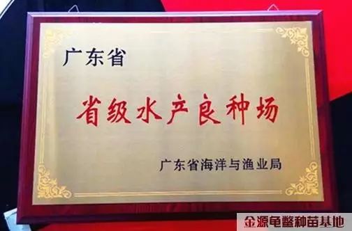 南种石金钱龟多少钱一斤_南石金钱龟种龟_南种石金钱龟养殖技术