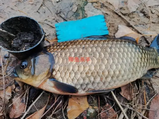 湘云鲫苗种_湖南湘云鲫养殖技术_湖南湘云鲫鱼苗价格