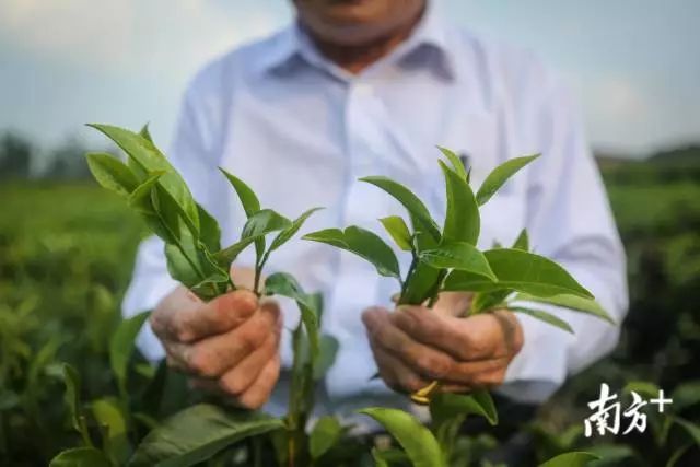 云南种茶叶赚钱吗_视频致富茶叶云南种植是真的吗_云南种植茶叶致富经视频