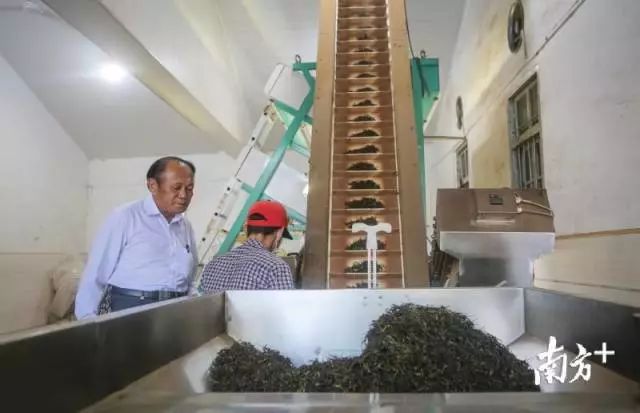 云南种植茶叶致富经视频_视频致富茶叶云南种植是真的吗_云南种茶叶赚钱吗
