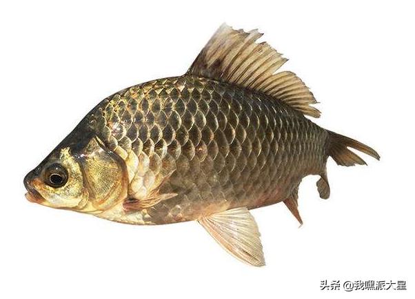 湘鲫多少钱一斤_湘鲫鱼苗哪里有提供_湖南湘云鲫养殖技术