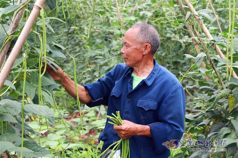 致富芙蓉养殖水草好吗_如何养殖芙蓉_养殖水芙蓉致富