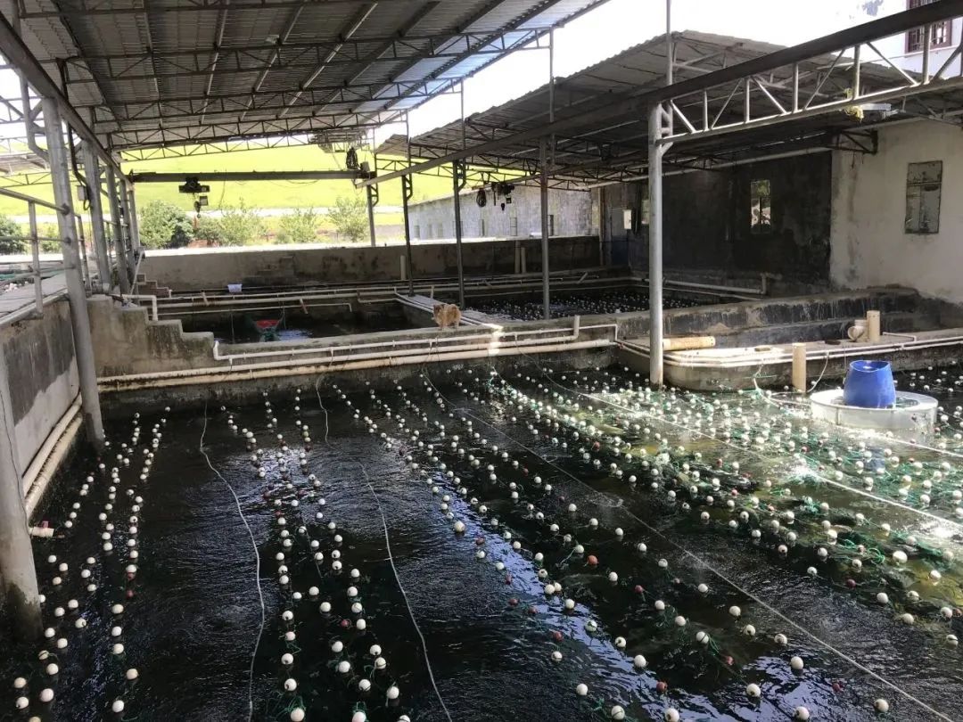 水域养殖致富项目_致富水域养殖项目有哪些_致富水域养殖项目介绍