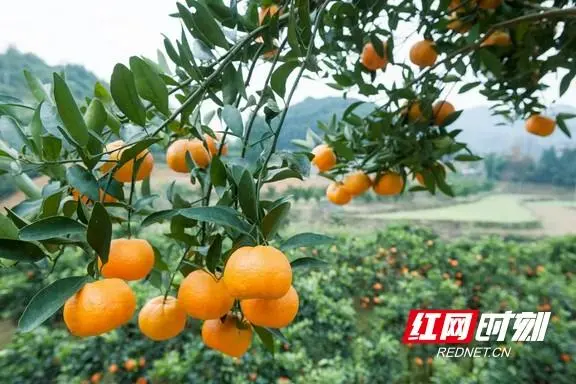 马齿菜种植致富_致富种植菜马齿苋视频_马齿菜种植技术