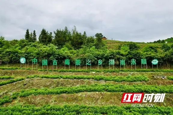马齿菜种植致富_马齿菜种植技术_致富种植菜马齿苋视频