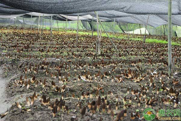 蘑菇养殖技术和配方_养殖蘑菇技术_蘑菇养殖技术培训