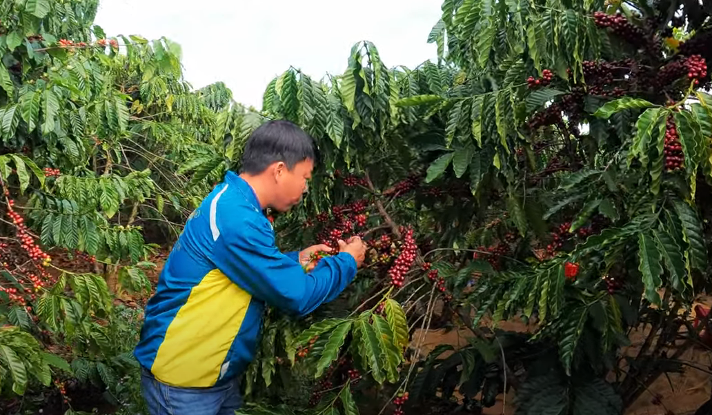 韮莱韮莱种植技术_种植袋种植小米椒技术_韮莱炒鸡蛋