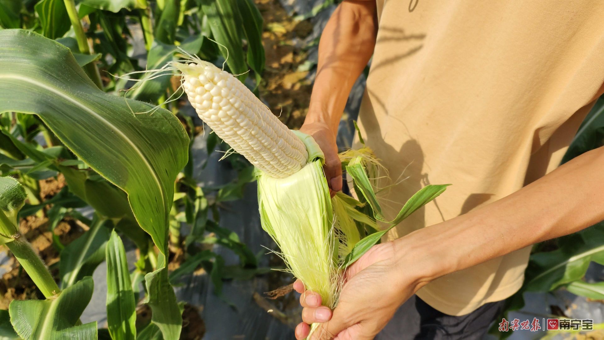 致富种植菜马齿苋怎么样_马齿菜种植赚钱吗_马齿菜种植致富